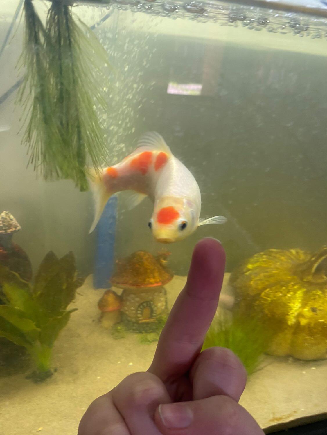 Photo of a big gold fish, with a hand flipping it off